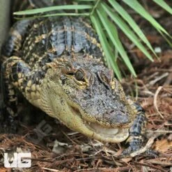 American Alligator “Chomper”