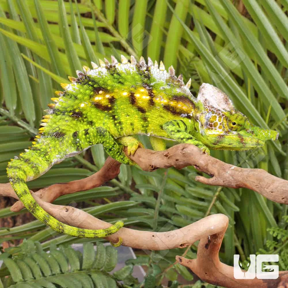 Antimena Chameleon - Image 2