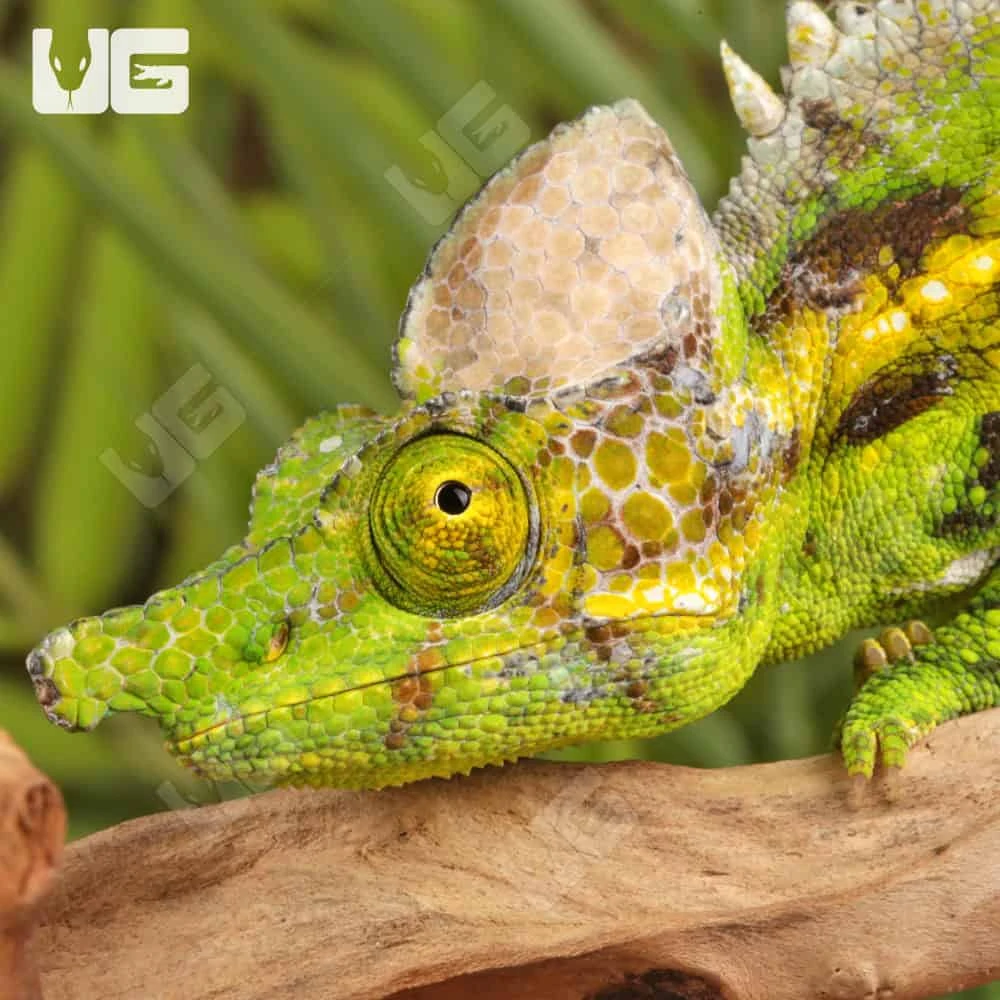 Antimena Chameleon - Image 4