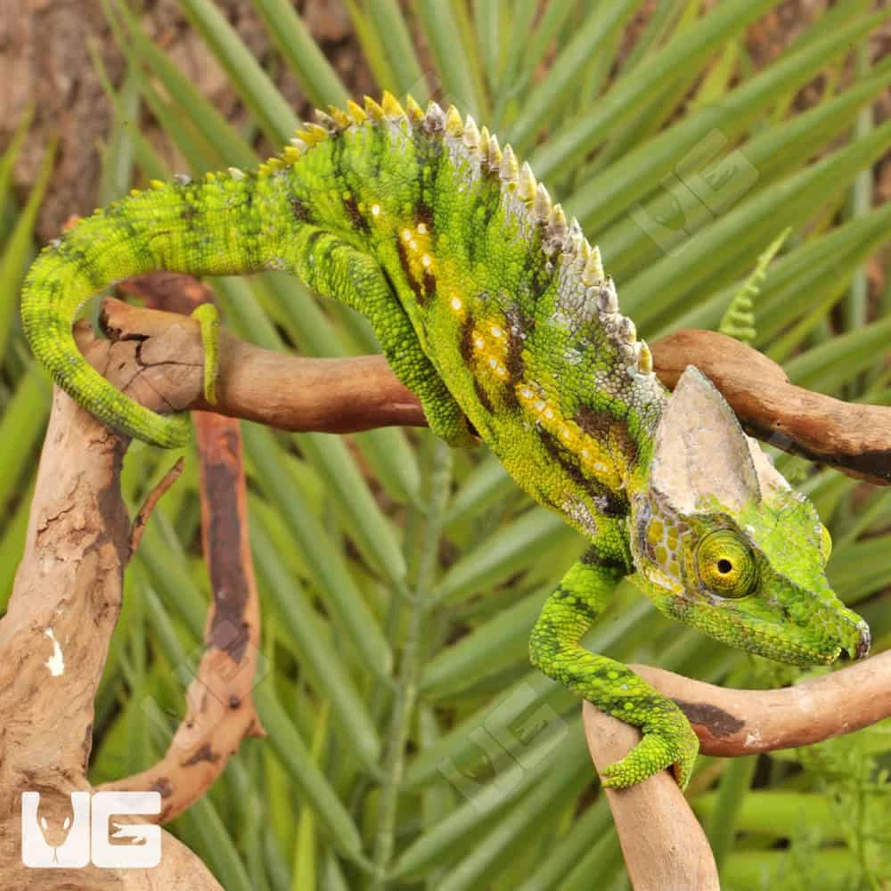 Antimena Chameleon - Image 3