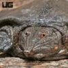 Asiatic Softshell Turtle