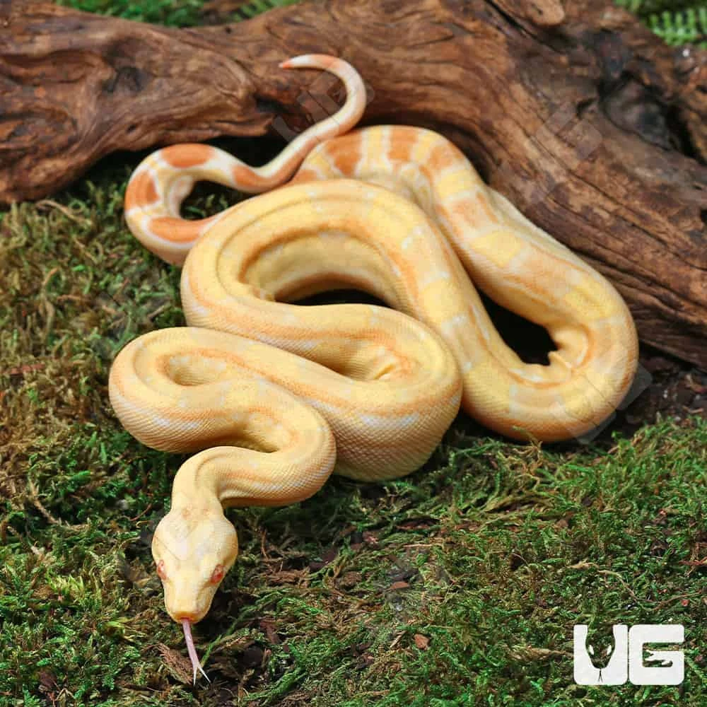 Female Aztec Pos Super Sharp Sunglow (Blue Line) Boa #B13 - Image 4
