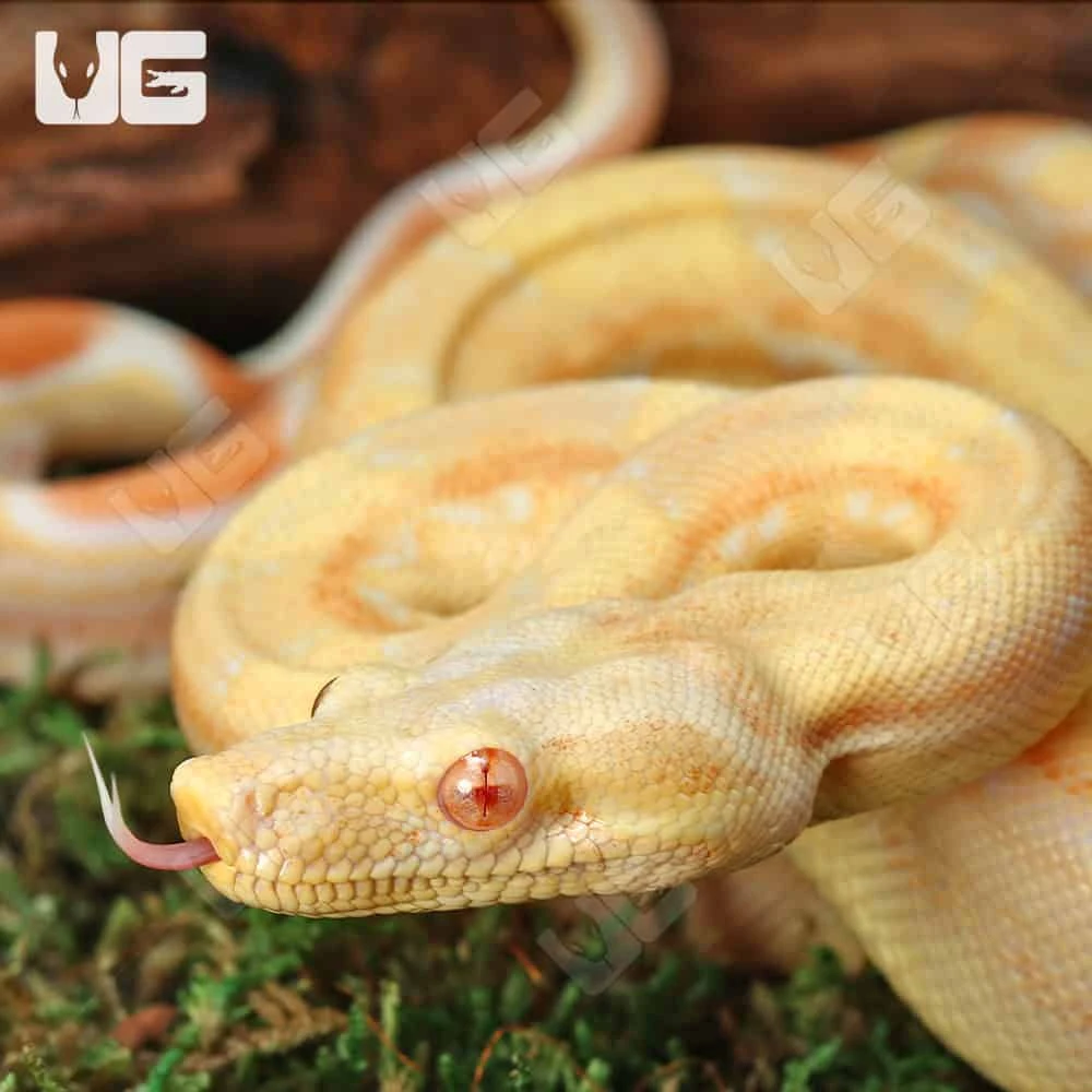 Female Aztec Pos Super Sharp Sunglow (Blue Line) Boa #B13 - Image 2