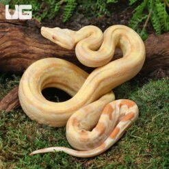 Female Aztec Pos Super Sharp Sunglow (Blue Line) Boa #B13
