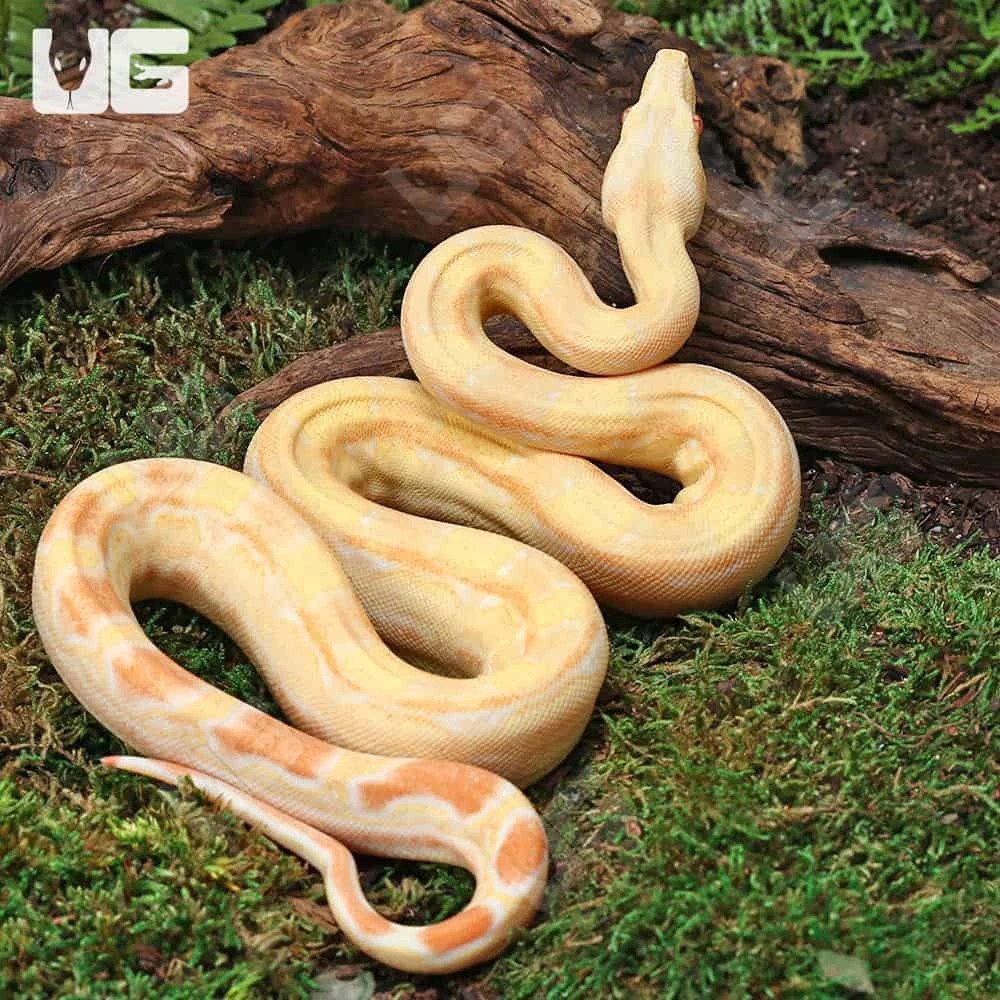 Female Aztec Pos Super Sharp Sunglow (Blue Line) Boa #B13 - Image 3