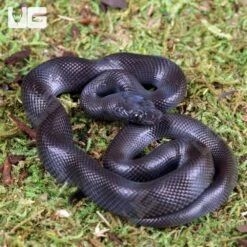 Baby African Black House Snake