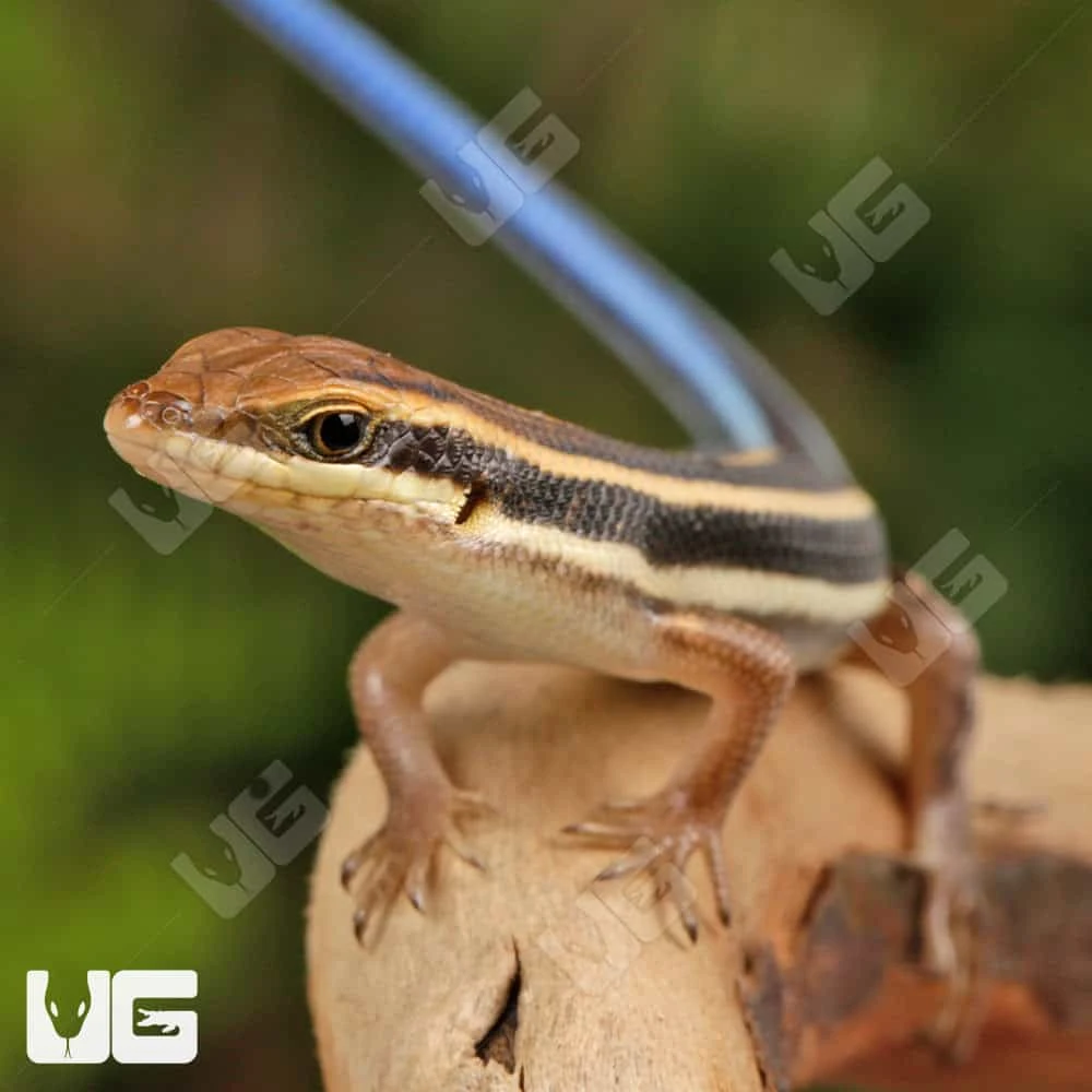 Baby African Blue Tail Skink - Image 2