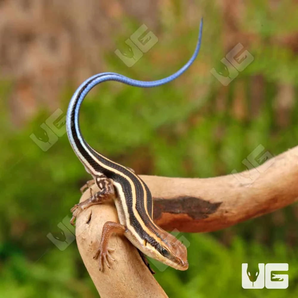 Baby African Blue Tail Skink - Image 4