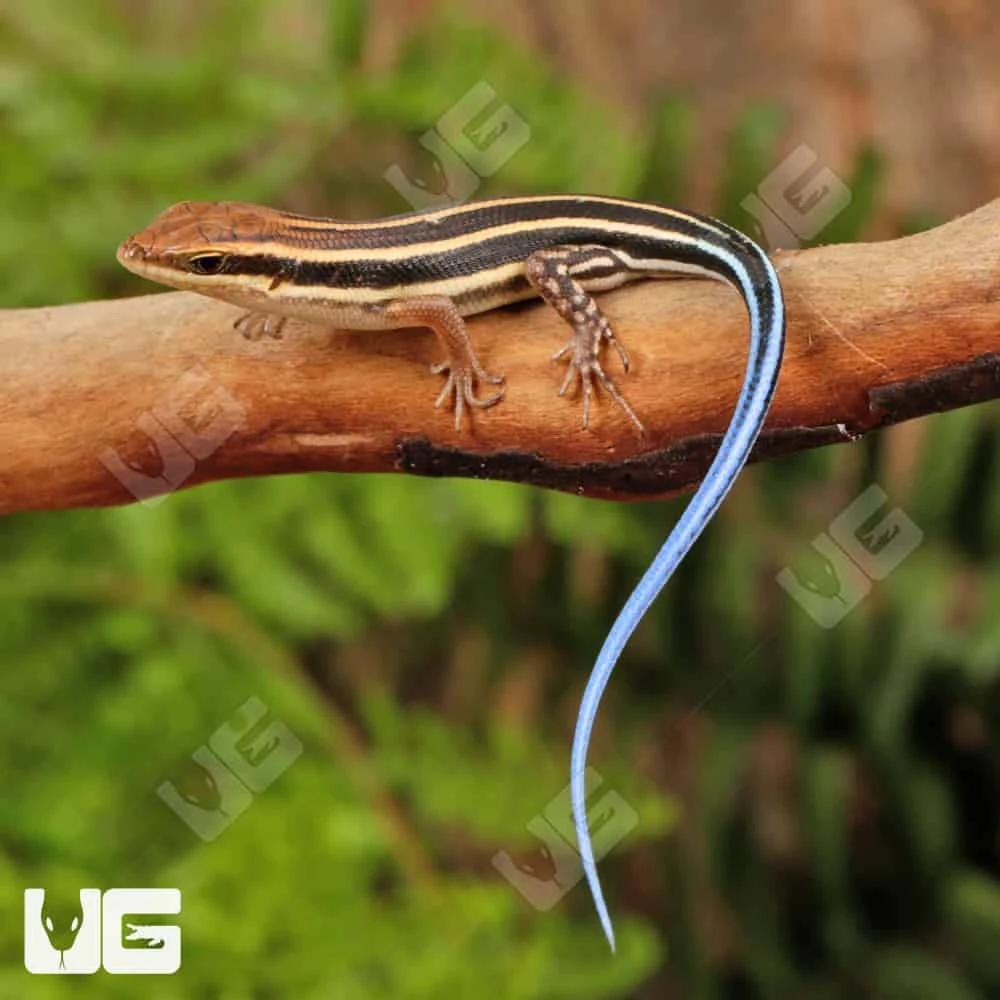 Baby African Blue Tail Skink
