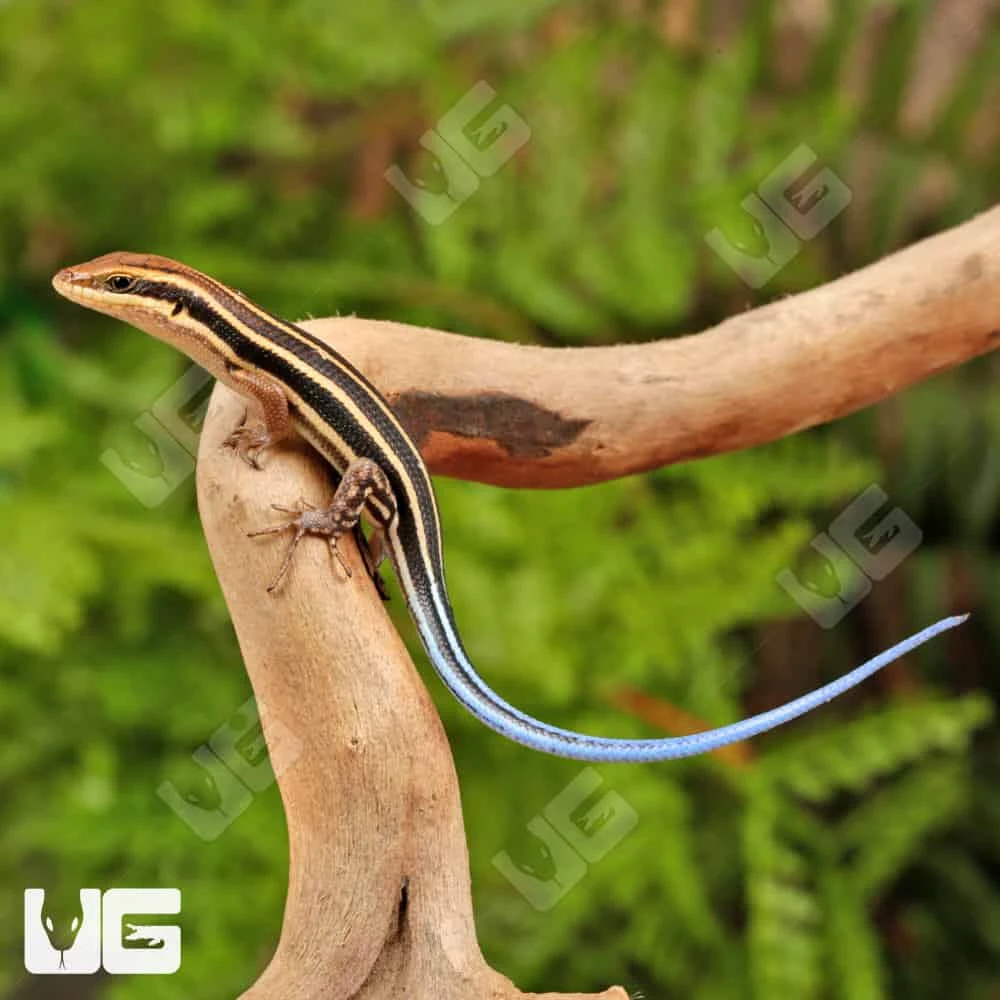 Baby African Blue Tail Skink - Image 3