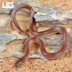 Baby African Brown House Snake