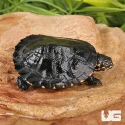 Baby African Keeled Mud Turtle