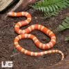 Baby Albino Het Anery Hypo Honduran Milksnake