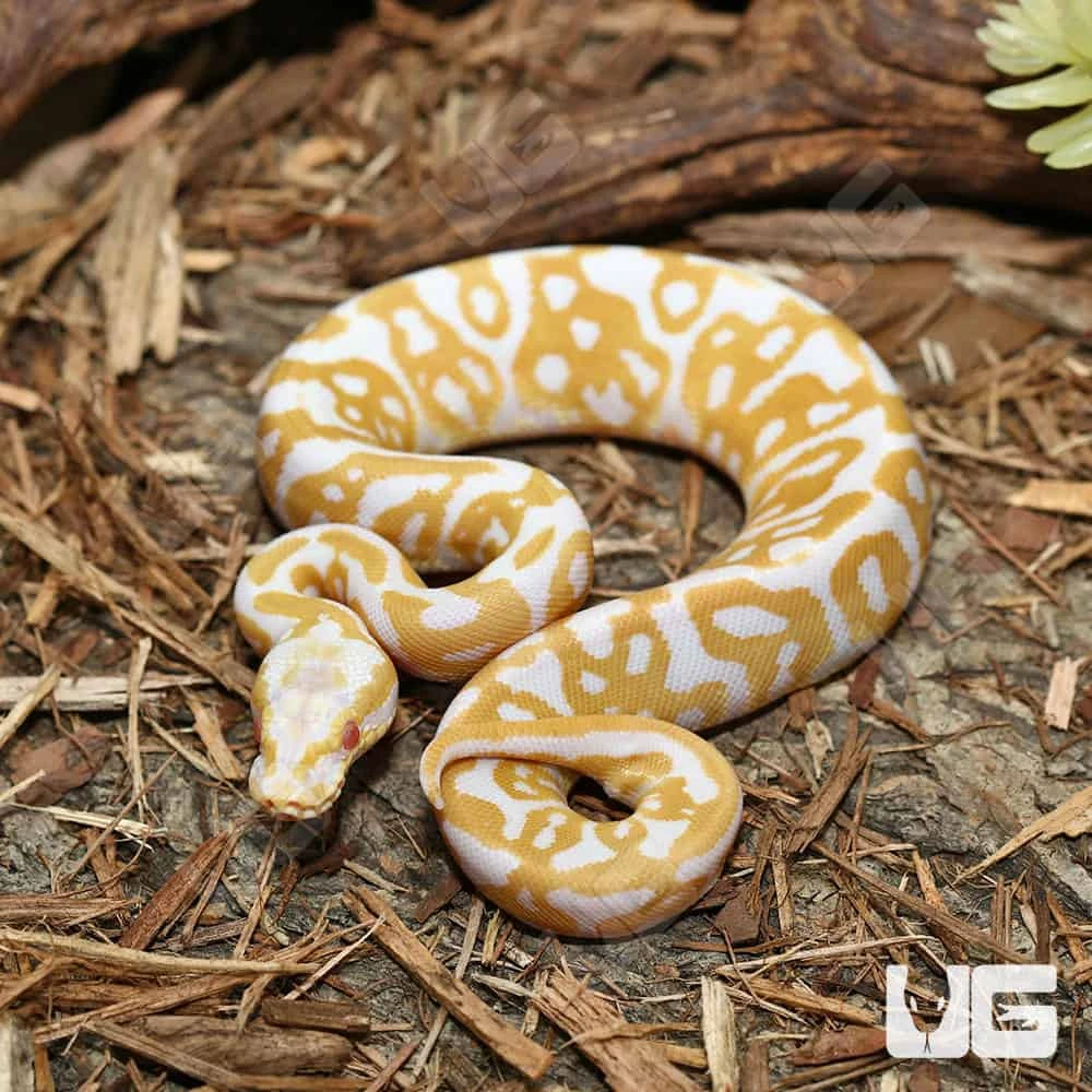 Baby Albino Leopard Ball Python (#15) - Image 4
