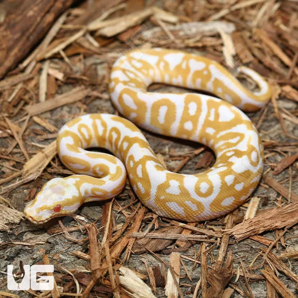 Baby Albino Leopard Ball Python (#15)