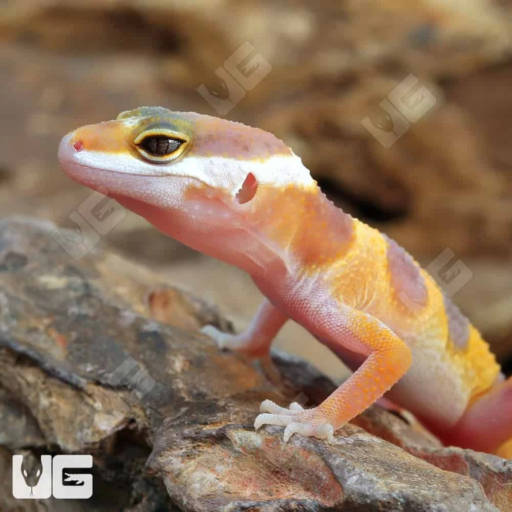 Baby Albino Leopard Gecko - Image 2