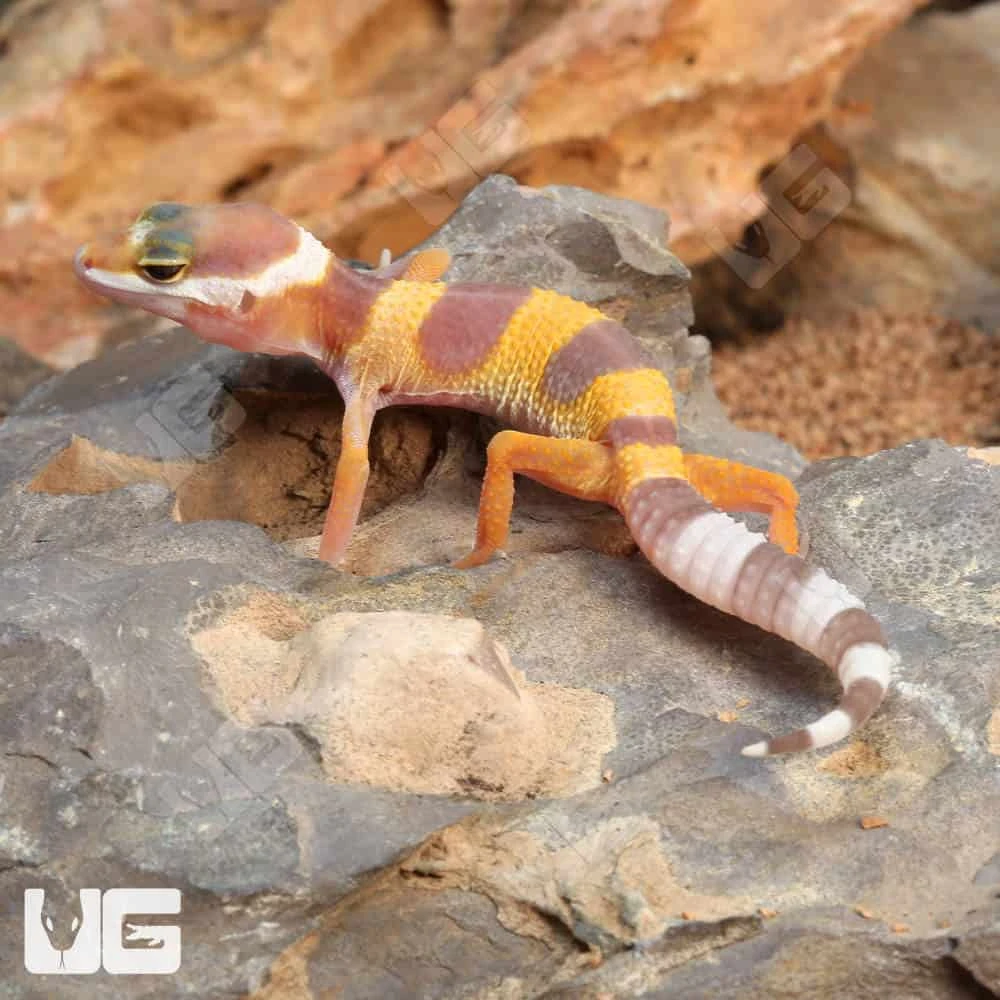 Baby Albino Leopard Gecko - Image 3
