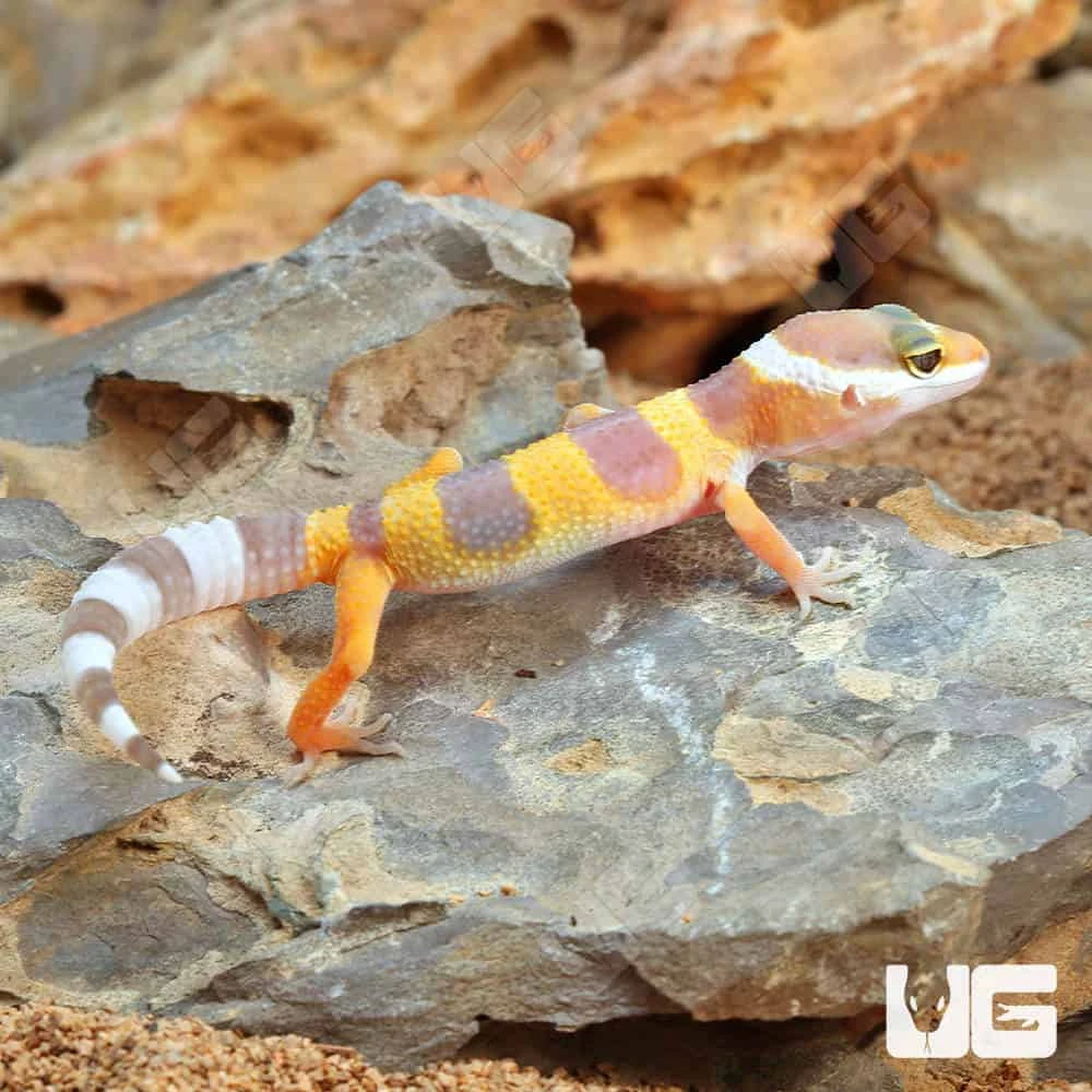 Baby Albino Leopard Gecko - Image 4