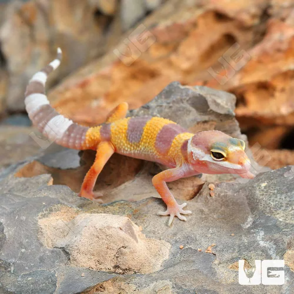 Baby Albino Leopard Gecko