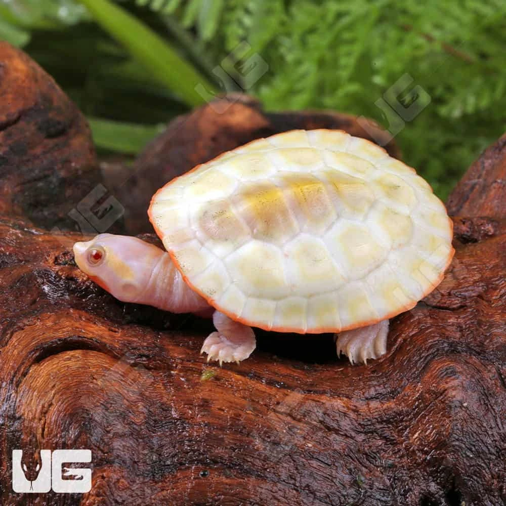 Baby Albino Pinkbelly Sideneck Turtle - Image 4
