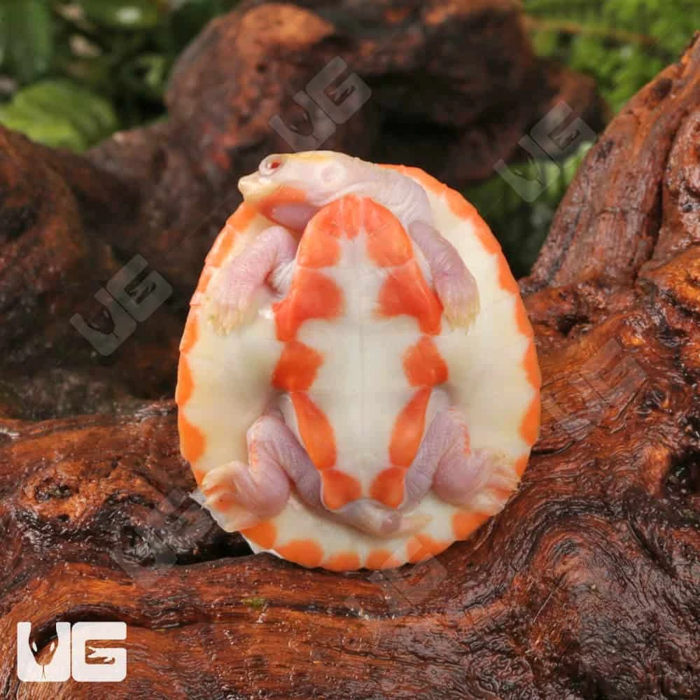 Baby Albino Pinkbelly Sideneck Turtle - Image 3