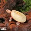 Baby Albino Pinkbelly Sideneck Turtle