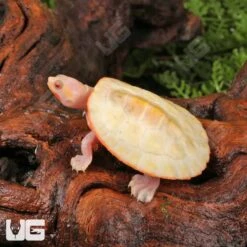 Baby Albino Pinkbelly Sideneck Turtle