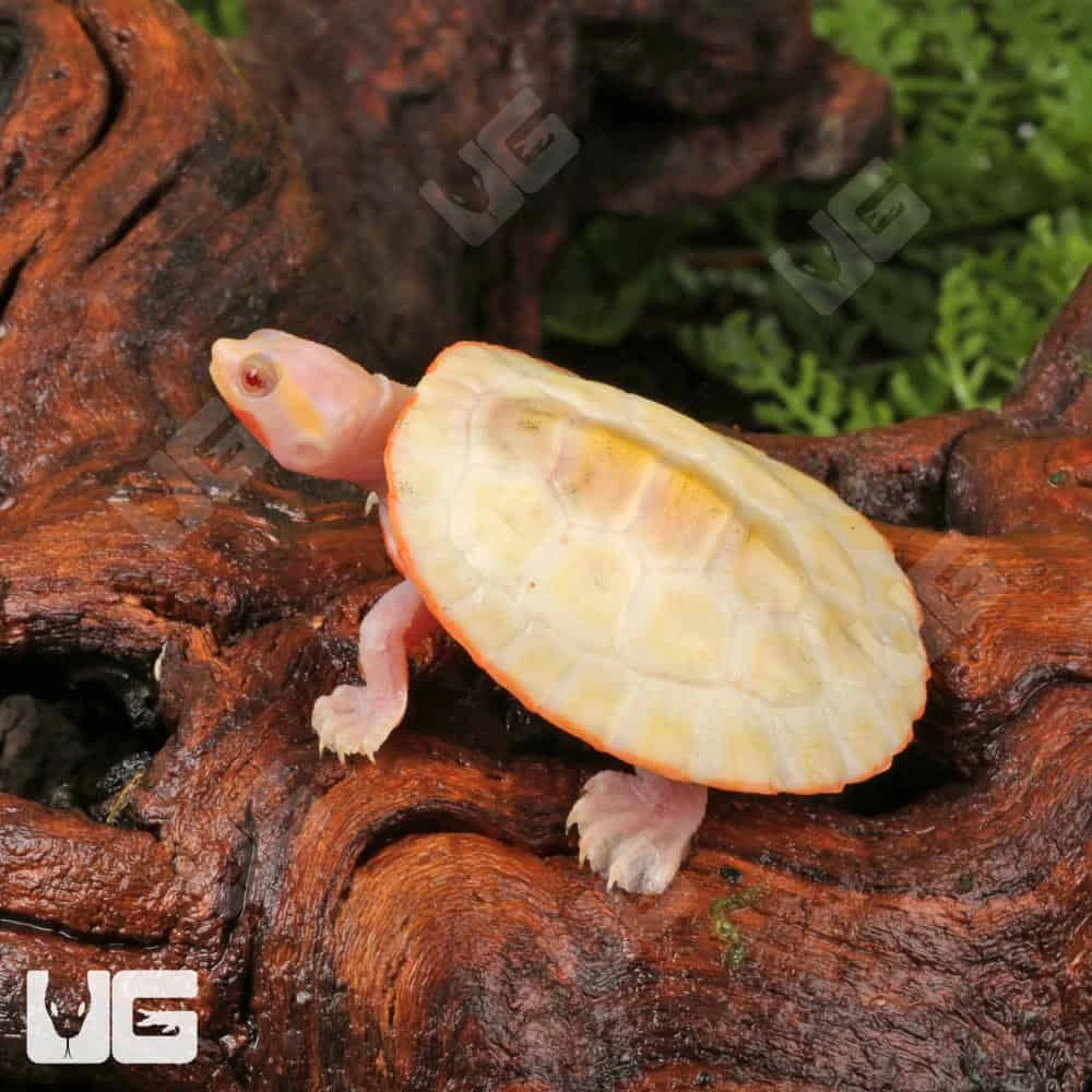 Baby Albino Pinkbelly Sideneck Turtle