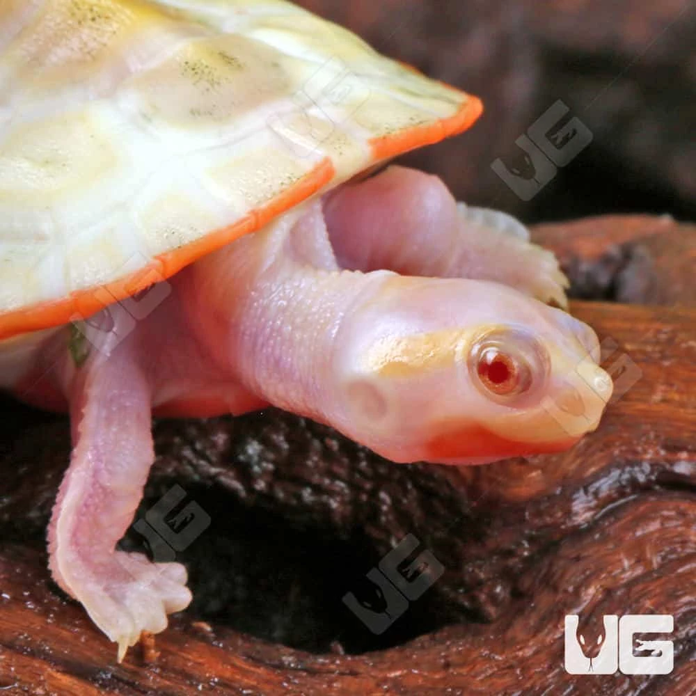 Baby Albino Pinkbelly Sideneck Turtle - Image 2