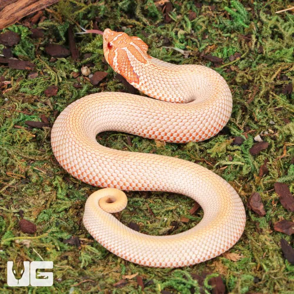 Baby Albino Super Anaconda Western Hognose Snake - Image 3