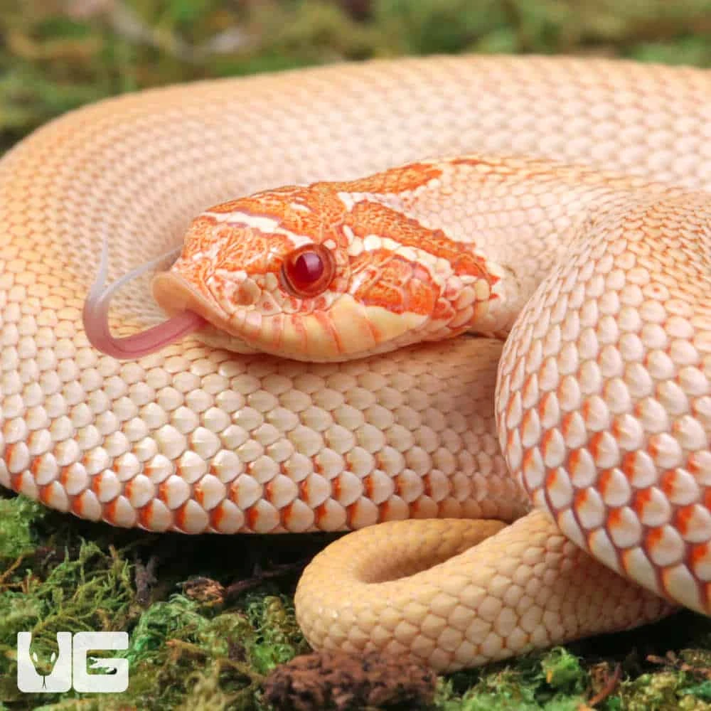 Baby Albino Super Anaconda Western Hognose Snake - Image 2