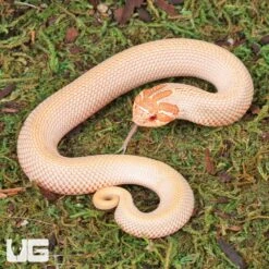 Baby Albino Super Anaconda Western Hognose Snake