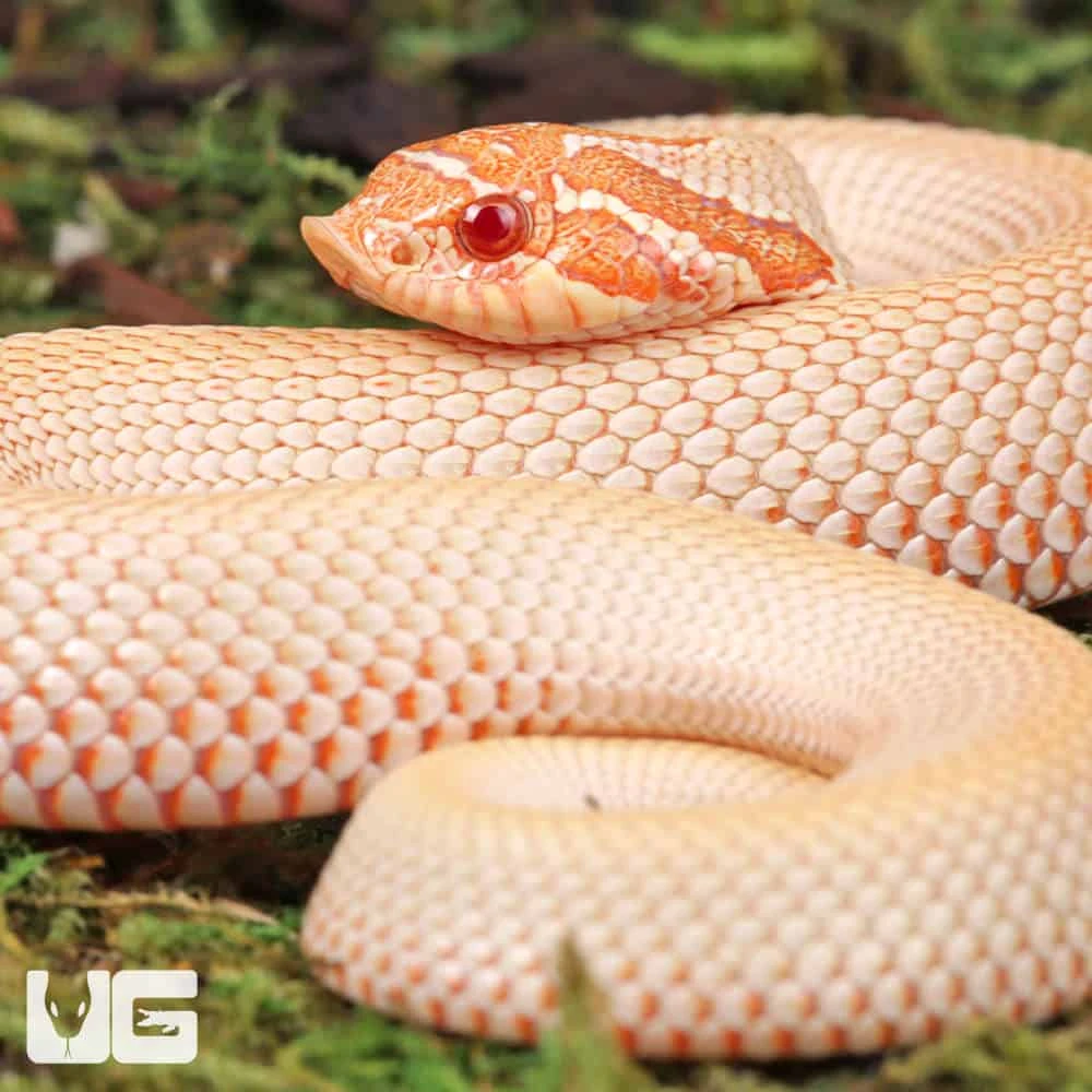 Baby Albino Super Anaconda Western Hognose Snake - Image 4