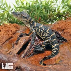 Baby American Alligator