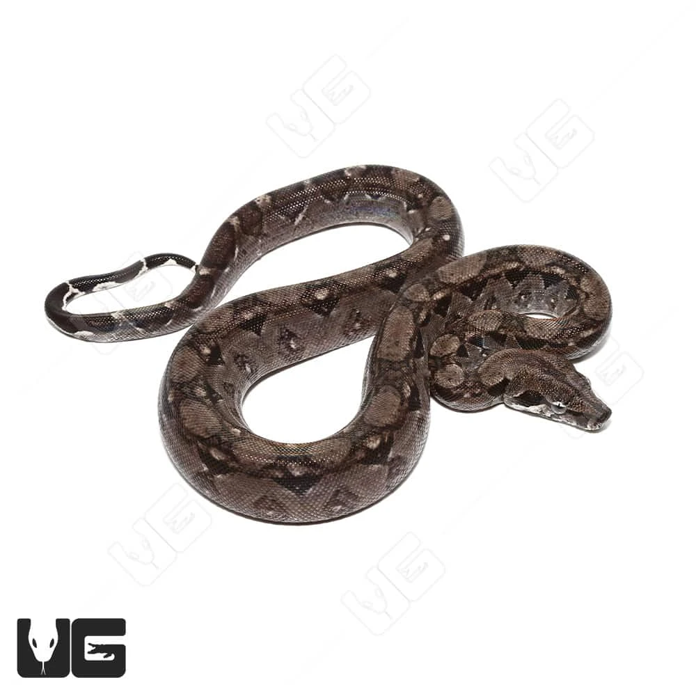 Baby Anery Central American Boa - Image 3
