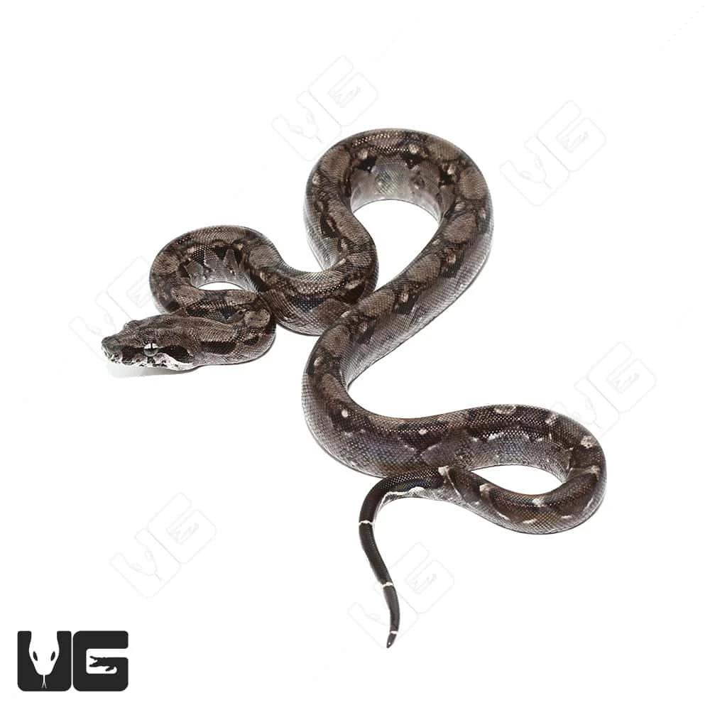 Baby Anery Central American Boa - Image 4