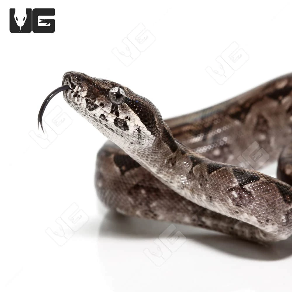 Baby Anery Central American Boa