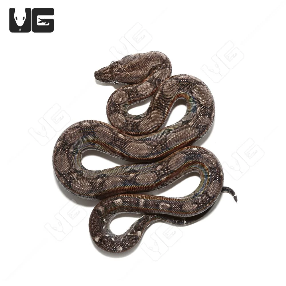Baby Anery Central American Boa - Image 2