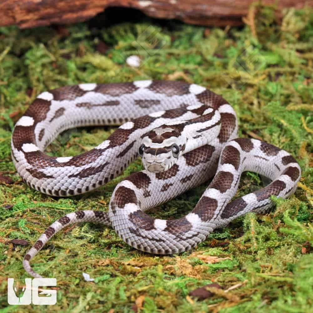 Baby Anery Motley Cornsnake