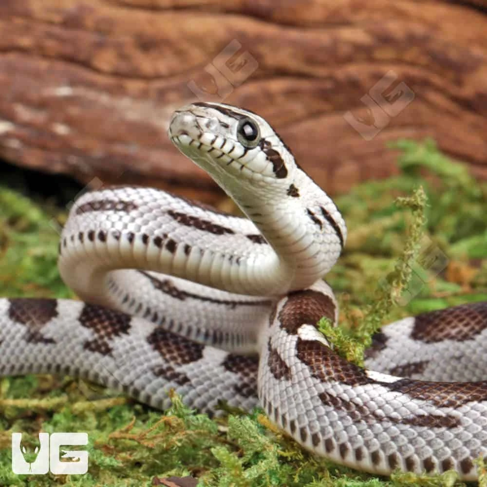 Baby Anery Motley Cornsnake - Image 3