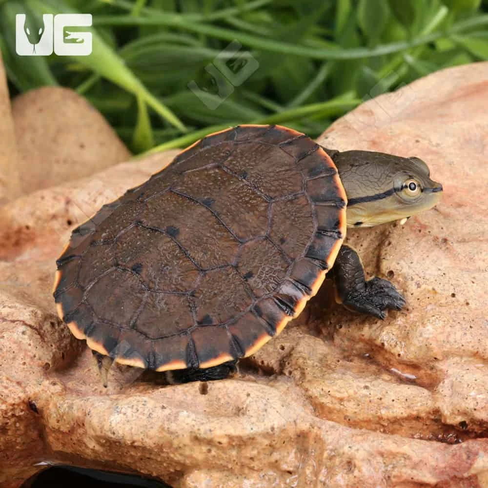 Baby Argentine Sideneck Turtle - Image 2