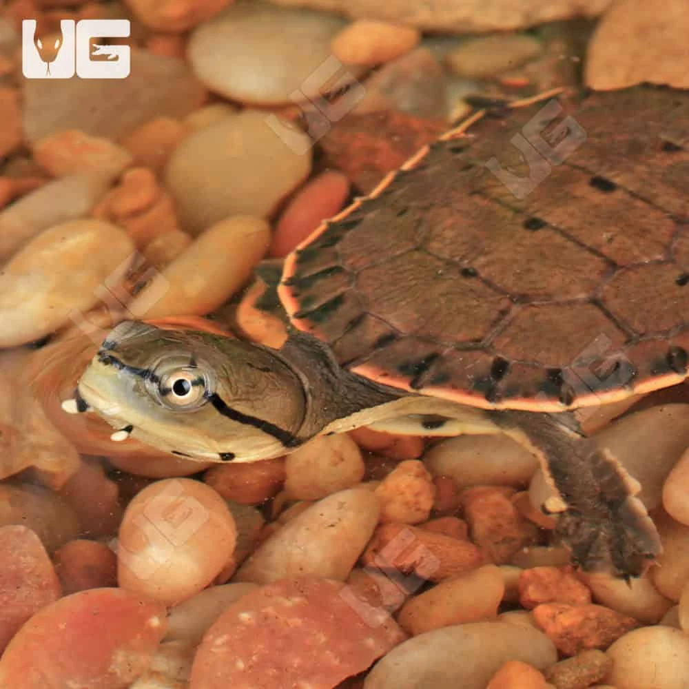 Baby Argentine Sideneck Turtle