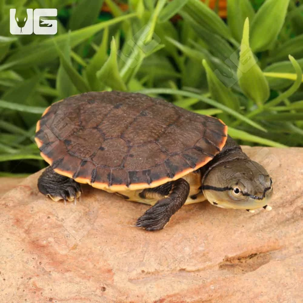 Baby Argentine Sideneck Turtle - Image 3