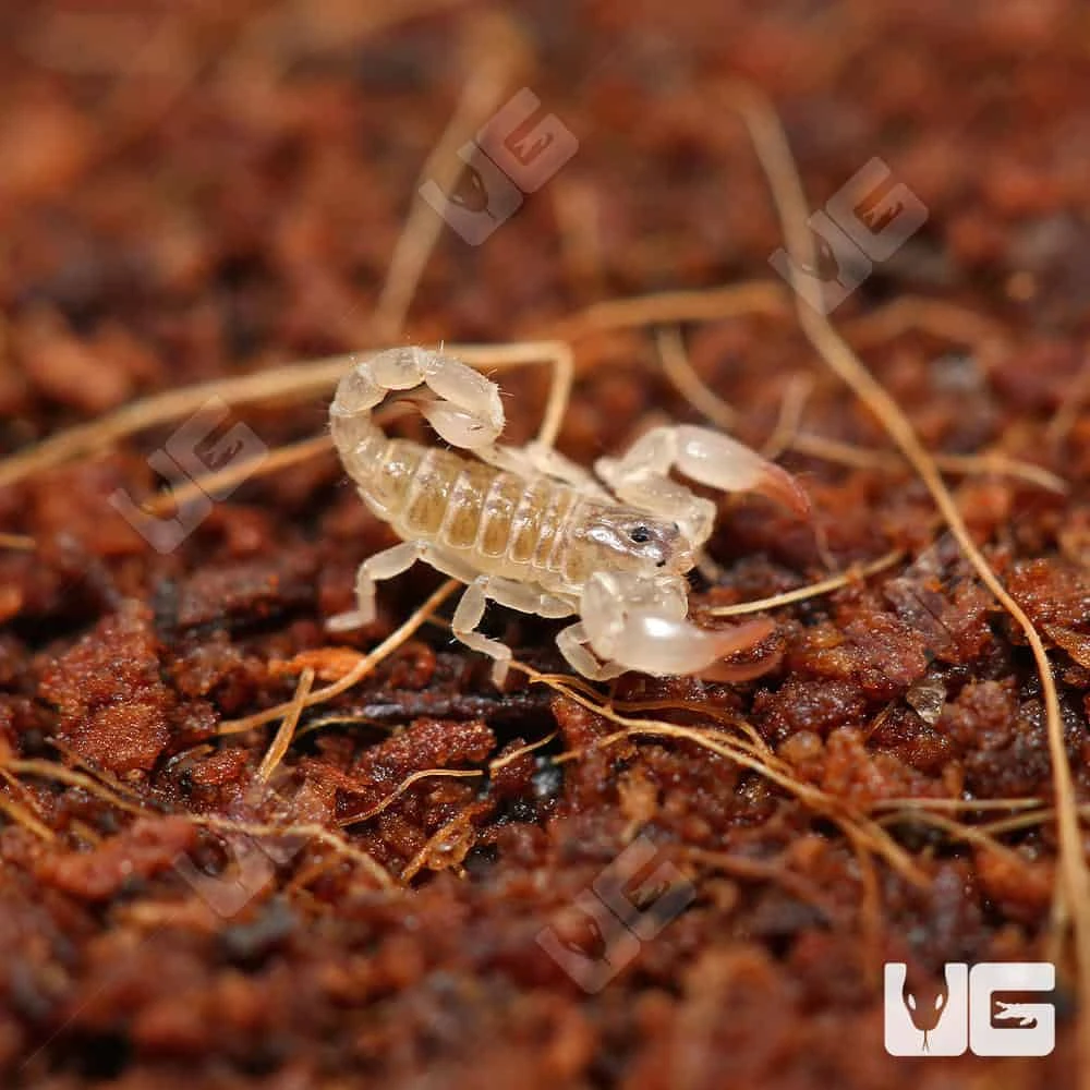 Baby Asian Bush Scorpion - Image 3