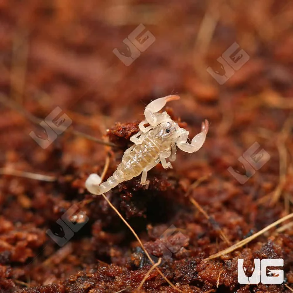 Baby Asian Bush Scorpion - Image 2