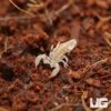 Baby Asian Bush Scorpion