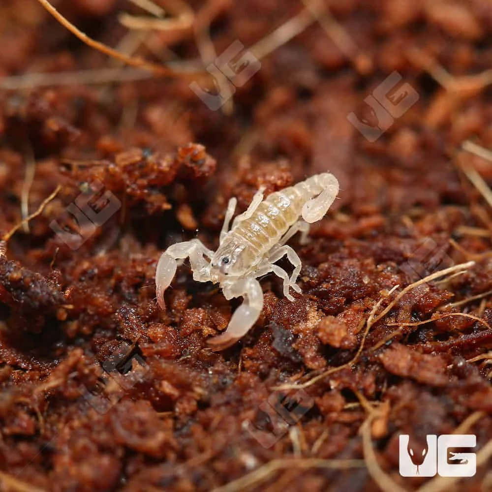 Baby Asian Bush Scorpion