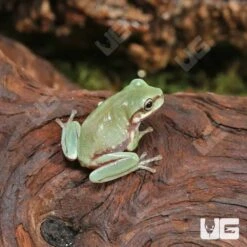 Baby Australian Dumpy Tree Frog