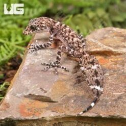 Baby Australian Leaf-Tailed Gecko