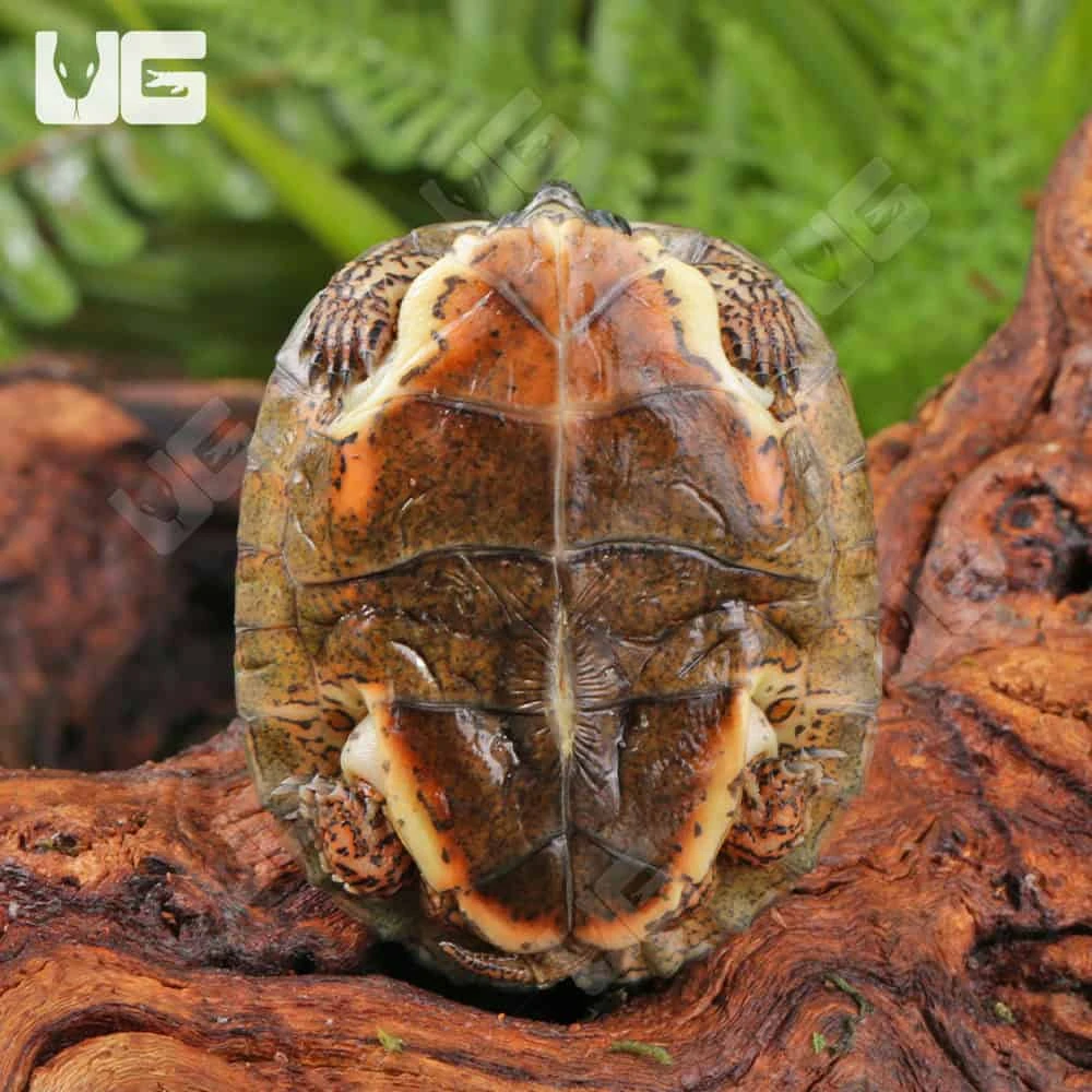 Baby Black Wood Turtle - Image 3